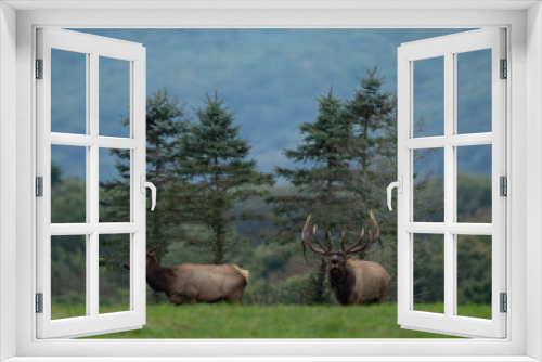 Fototapeta Naklejka Na Ścianę Okno 3D - Bull Elk