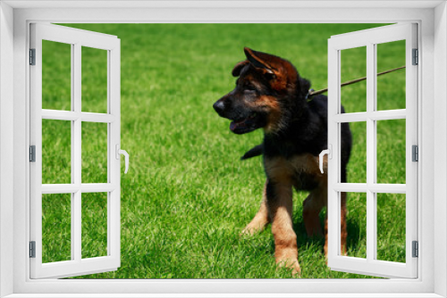 Fototapeta Naklejka Na Ścianę Okno 3D - Dog breed German Shepherd