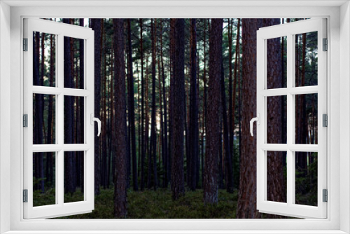 Fototapeta Naklejka Na Ścianę Okno 3D - beautiful evening forest
