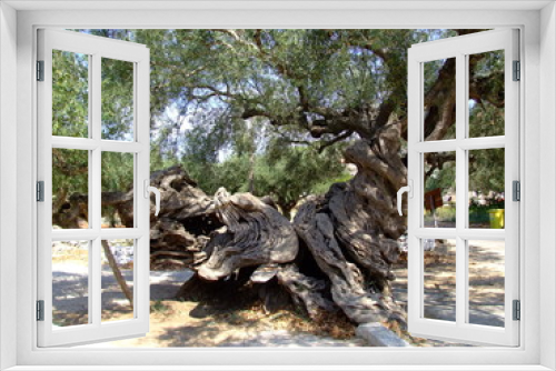 Fototapeta Naklejka Na Ścianę Okno 3D - 2000 years old olive tree