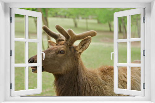 Fototapeta Naklejka Na Ścianę Okno 3D - Young elk, or wapiti (Cervus canadensis) with funny expression