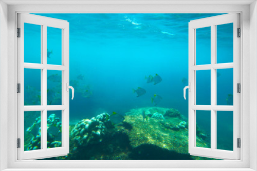 Fototapeta Naklejka Na Ścianę Okno 3D - fish and coral reef, indian ocean