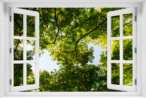 Fototapeta Naklejka Na Ścianę Okno 3D - Top view with tree branch and blue sky