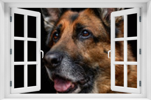 Fototapeta Naklejka Na Ścianę Okno 3D - Pies, owczarek niemiecki, portret na czarnym tle