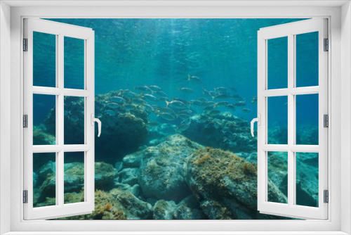 Fototapeta Naklejka Na Ścianę Okno 3D - Underwater seascape fish school between rocky bottom and water surface in the Mediterranean sea