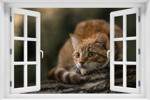 Fototapeta Naklejka Na Ścianę Okno 3D - Cute ginger cat sitting on a tree branch. Smart cat carefully looks at the world. The cat is preparing to jump by flexing its back. Red cat in a forest on a tree. The animal listens carefully.