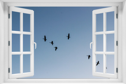 Fototapeta Naklejka Na Ścianę Okno 3D - flock of geese flying through a clear blue sky 