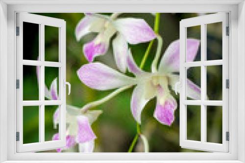 Fototapeta Naklejka Na Ścianę Okno 3D - Orchid Flowers