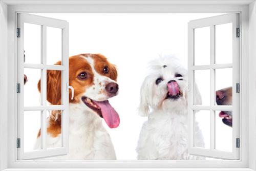 Fototapeta Naklejka Na Ścianę Okno 3D - Four differents dogs
