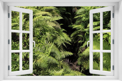 Fototapeta Naklejka Na Ścianę Okno 3D - Im Dschungel