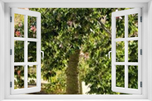 Fototapeta Naklejka Na Ścianę Okno 3D - Ceiba speciosa tree in the garden