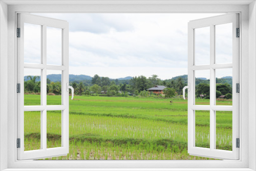 Fototapeta Naklejka Na Ścianę Okno 3D - Scenery of green organic rice field in sunny day.
