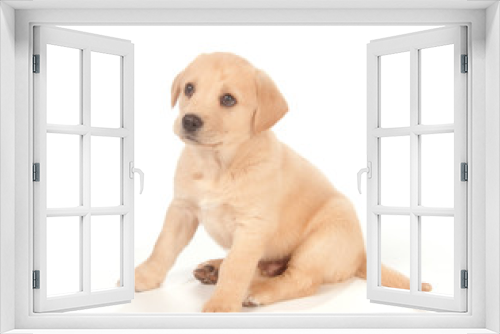 Fototapeta Naklejka Na Ścianę Okno 3D - Puppy on white background