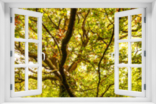 Fototapeta Naklejka Na Ścianę Okno 3D - Fore Wood Nature Reserve, Crowhurst, East Sussex, England