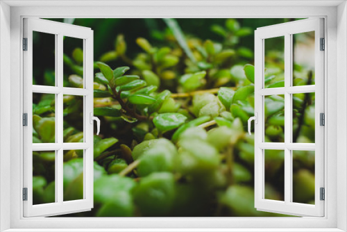 Fototapeta Naklejka Na Ścianę Okno 3D - green plant