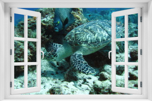 Fototapeta Naklejka Na Ścianę Okno 3D - Turtle