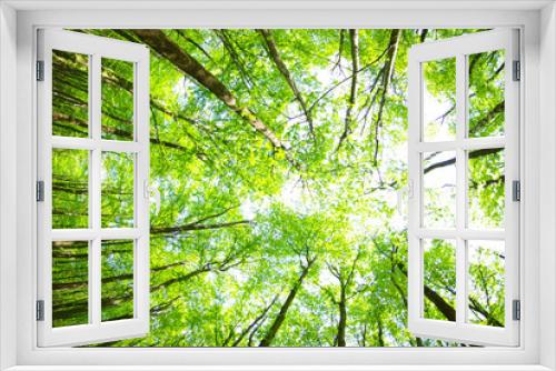 Fototapeta Naklejka Na Ścianę Okno 3D - green leaves