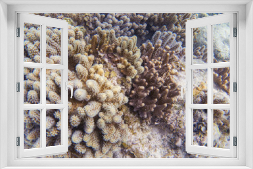 Fototapeta Naklejka Na Ścianę Okno 3D - Pink and yellow coral formation closeup. Coral reef underwater photo. Tropical sea shore snorkeling or diving.