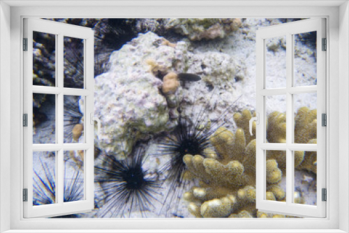 Fototapeta Naklejka Na Ścianę Okno 3D - Marine urchins in coral reef. Coral reef underwater photo. Tropical sea shore snorkeling or diving