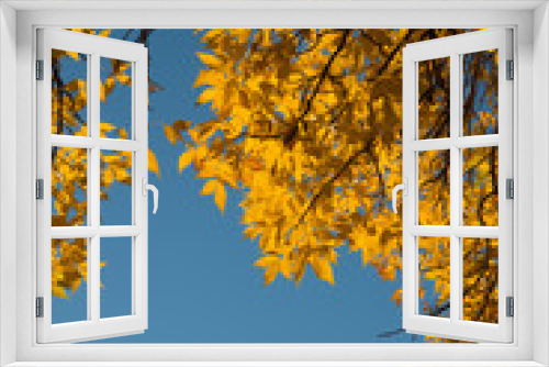 Fototapeta Naklejka Na Ścianę Okno 3D - autumn leaves against blue sky