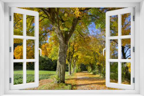 Fototapeta Naklejka Na Ścianę Okno 3D - Bunte Herbstbäume mit Weg, Bayern, Deutschland, Europa