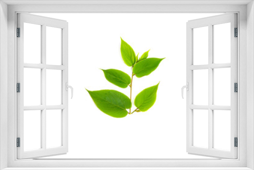 Fototapeta Naklejka Na Ścianę Okno 3D - tropical green leaf  isolated on white background.