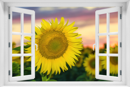 Fototapeta Naklejka Na Ścianę Okno 3D - sunflower at sunset / bright sunflower on Vaughan of a beautiful sunset