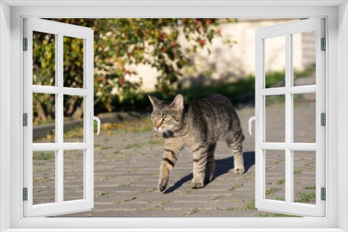 Fototapeta Naklejka Na Ścianę Okno 3D - Cat in the garden. Slovakia