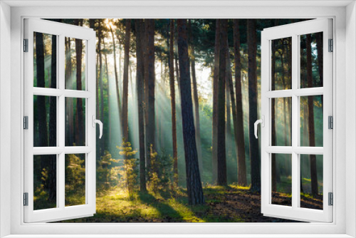 Fototapeta Naklejka Na Ścianę Okno 3D - Sonnenstrahlen im Wald am Morgen im Herbst