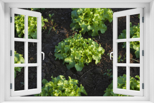 Fototapeta Naklejka Na Ścianę Okno 3D - salat