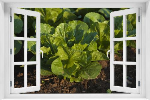 Fototapeta Naklejka Na Ścianę Okno 3D - salat