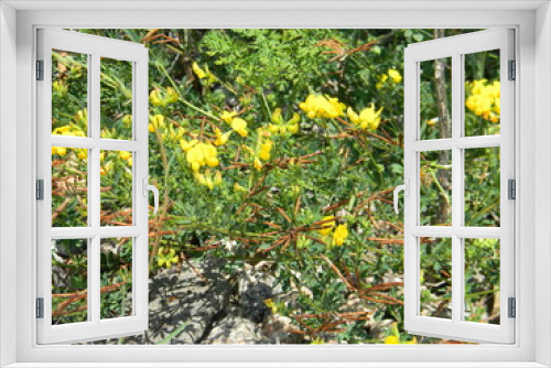 Fototapeta Naklejka Na Ścianę Okno 3D - wild flower