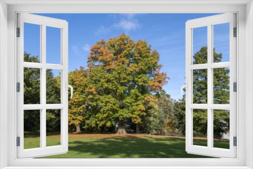 Fototapeta Naklejka Na Ścianę Okno 3D - Herbstkastanie