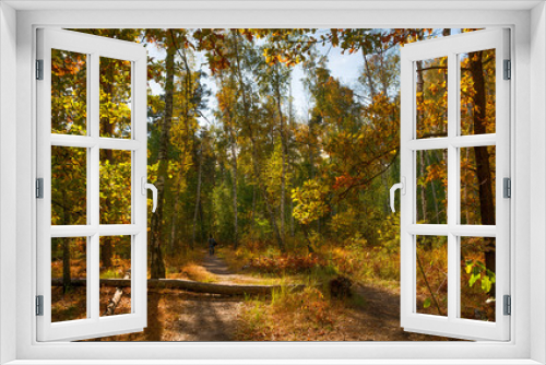 Fototapeta Naklejka Na Ścianę Okno 3D - walk in the autumn forest. autumn colors. autumn mood. melancholy.