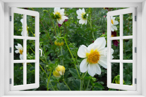 Fototapeta Naklejka Na Ścianę Okno 3D - Dahlia white flowers in garden full bloom closeup.Holiday card.