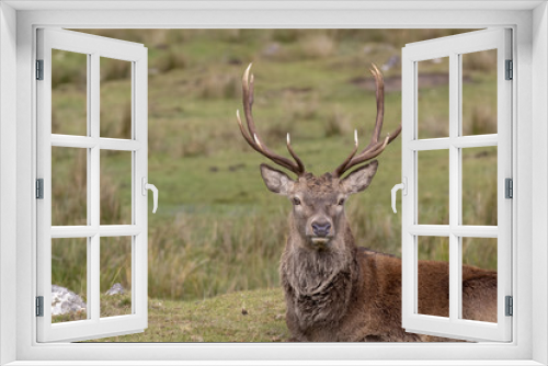 Fototapeta Naklejka Na Ścianę Okno 3D - Red deer stag, Cervus elaphus, resting, walking, postering during autumn rut, cairngorms NP, scotland.