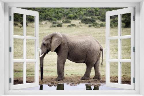 Fototapeta Naklejka Na Ścianę Okno 3D - elephants d’afrique du sud