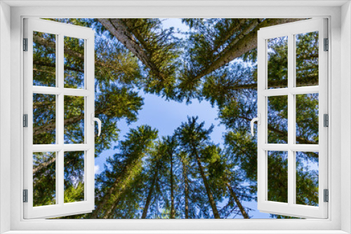 Fototapeta Naklejka Na Ścianę Okno 3D - in einem Wald nach oben zum Himmel blicken