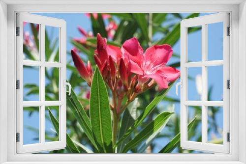 Fototapeta Naklejka Na Ścianę Okno 3D - pink nerium oleander flower in nature garden