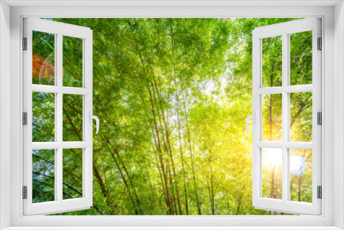 Fototapeta Naklejka Na Ścianę Okno 3D - Bamboo forest background
