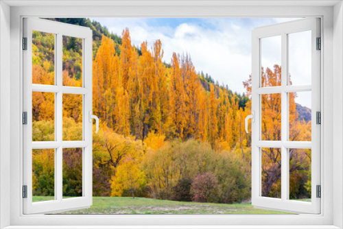 Fototapeta Naklejka Na Ścianę Okno 3D - Colorful autumn foliage and green pine trees in Arrowtown