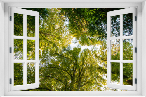 Fototapeta Naklejka Na Ścianę Okno 3D - Blick in die Baumkronen - Viele Bäume im Wald in Viersen, Deutschland (Viersen-Süchteln)