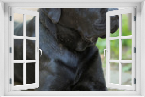 Fototapeta Naklejka Na Ścianę Okno 3D - Lying Labrador Retriever