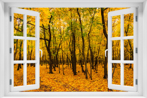 Fototapeta Naklejka Na Ścianę Okno 3D - yellow autumn forest