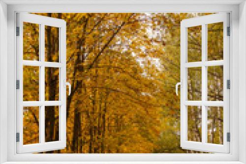 Fototapeta Naklejka Na Ścianę Okno 3D - Beautiful yellow and red autumn lane in the forest
