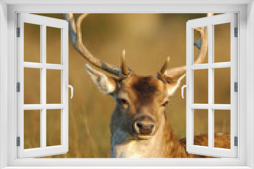 Fototapeta Naklejka Na Ścianę Okno 3D - Fallow deer buck (Cervus dama), Europe