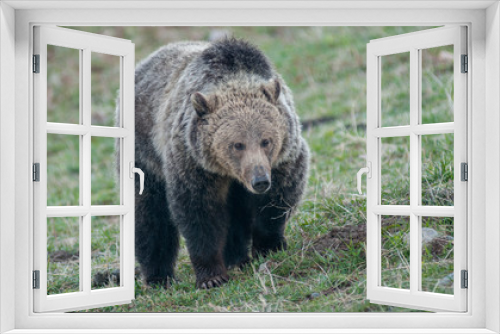 Fototapeta Naklejka Na Ścianę Okno 3D - Grizzly bear in the Rocky Mountains