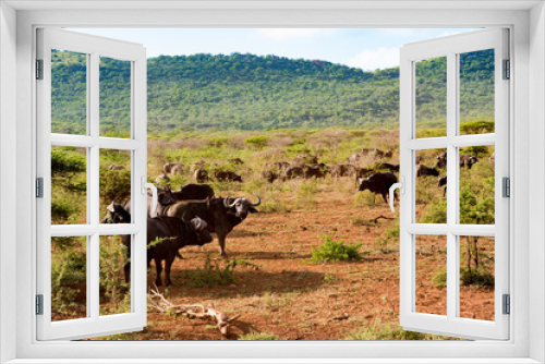 Fototapeta Naklejka Na Ścianę Okno 3D - Herd of African Buffalo