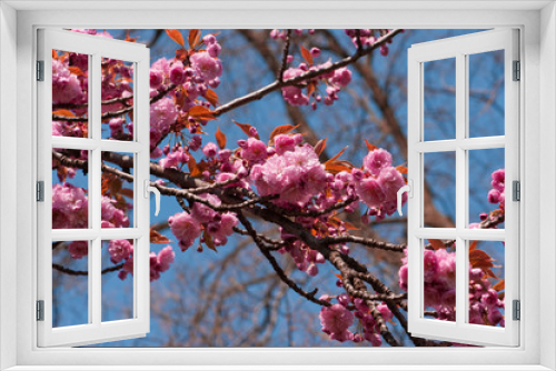 Fototapeta Naklejka Na Ścianę Okno 3D - Cherry tree flowers. Branch in blossom