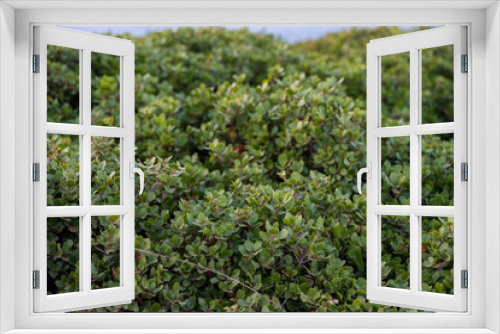 Fototapeta Naklejka Na Ścianę Okno 3D - Close up of bushes, for background